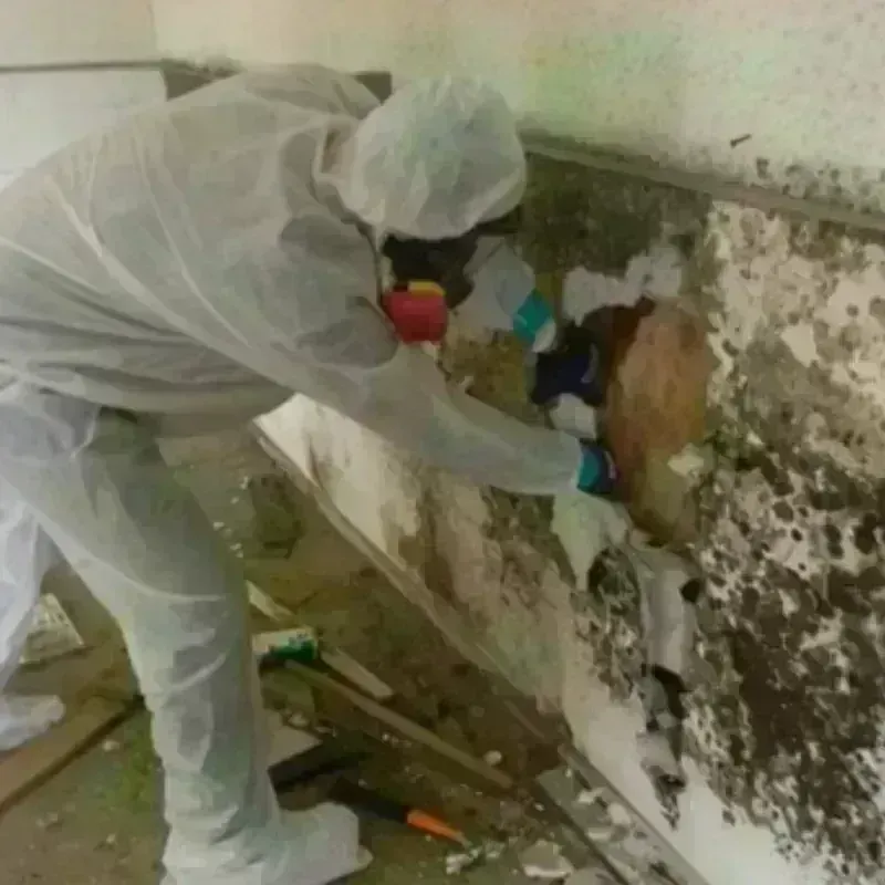 Mold Remediation and Removal in Clinton, SC